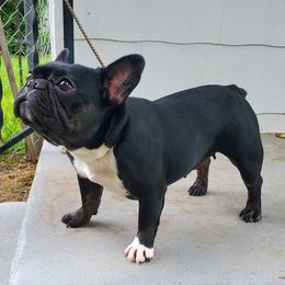 Luna - French Bulldog