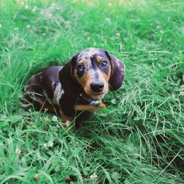 Dachshund Puppies from Hoosier Little Wieners
