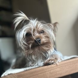 Nuggett - Yorkshire Terrier