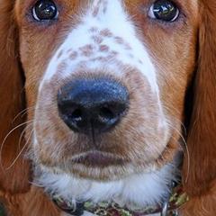 Welsh Springer Spaniels from Juniper Welsh Springer Spaniels
