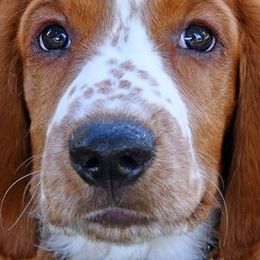 Welsh Springer Spaniels from Juniper Welsh Springer Spaniels