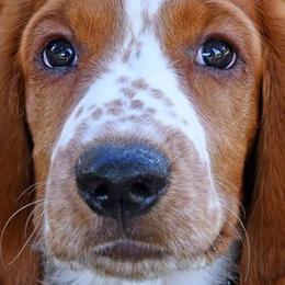 Welsh Springer Spaniels from Juniper Welsh Springer Spaniels