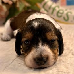 Whiskey - Piebald male Dachshund puppy in Hensley, Arkansas from The Dachshund Barn