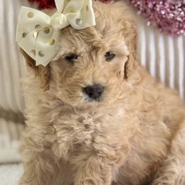 Goldendoodle Puppies from Gilbert Az Doodles