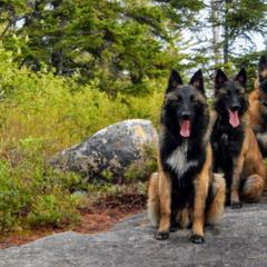 Belgian Tervuren Puppies from Chocorua Working Belgians