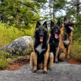 Belgian Tervuren Puppies from Chocorua Working Belgians