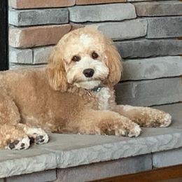 Sadie - Goldendoodle