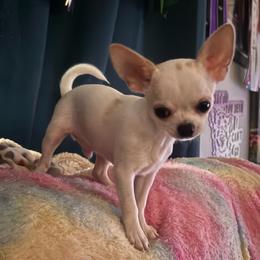 Sam - Cream male Chihuahua puppy in Springfield, Illinois from Improv Show Dogs