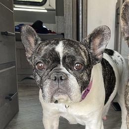 Cici - French Bulldog