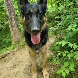 Gerberian Shepskies, German Shepherds, and Siberian Huskies from Arsen's Purebreds & Hybrids