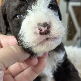 Boudreaux - Black and white male Aussiedoodle puppy in Bridge City, Texas from My Amis AussieDoodles