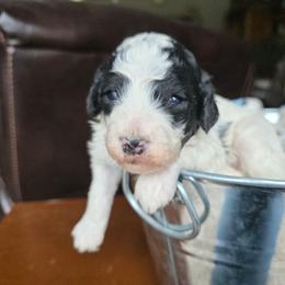 Rose - Black and white female Bernedoodle puppy in Blackfoot, Idaho from Draper Mountain Doodles