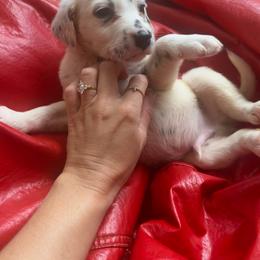Pearl - White and black male Dalmatian puppy in Bremen, Georgia from Clark’s Dalmatians