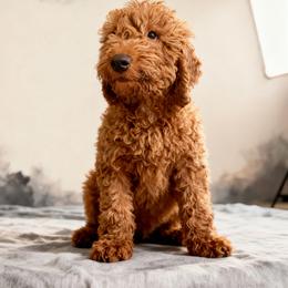 Teddy - Real Life Teddy Bear - Red  male Goldendoodle puppy in Lancaster, California from Kid's Best Doodle