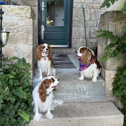 Cavalier King Charles Spaniel Puppies from Colorado Cavaliers