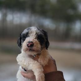 Clover - Blue merle female Aussiedoodle puppy in Wilkinsville, South Carolina from Feather Branch Farm and Kennel