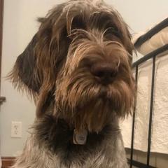 Spinoni Italiani from La Casa Azzurra