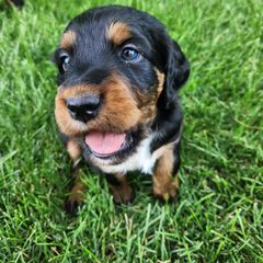 Gordon Setter Puppies from Tom McCleary