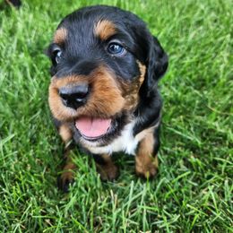 Gordon Setter Puppies from Tom McCleary