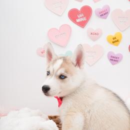 Siberian Husky Puppies from HuskiesWithFinesse