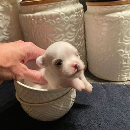 Maltese Puppies from Maltese Colorado