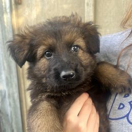 Hannibal (blue collar) - Sable male German Shepherd puppy in Jerusalem, Arkansas from Sudenblick German Shepherds