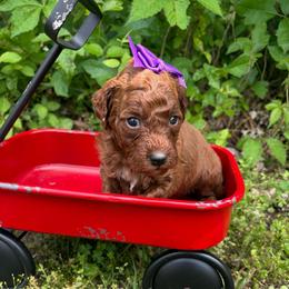 Mulan - Red  female Goldendoodle puppy in Calico Rock, Arkansas from Cottrell’s Poodles & Doodles