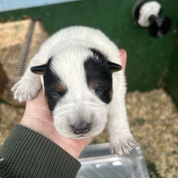 Boy 1 - Blue speckled male Australian Cattle Dog puppy in Mooresboro, North Carolina from Grog Creek Kennel