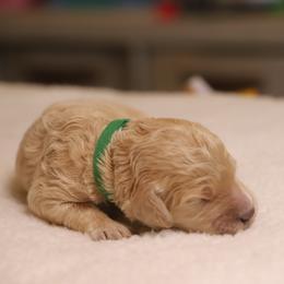 Willow - Cream female Goldendoodle puppy in Macclenny, Florida from Baker County Goldendoodles