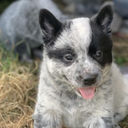 Girl 2 - Parsley - Australian Cattle Dog puppy in Indiana from Quarter Acre Farms