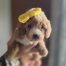 Cavapoo puppies from The Barkery