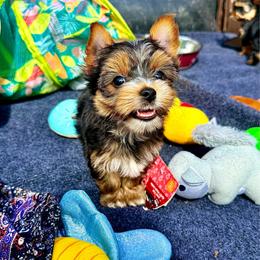 Small stripe - Black and tan male Yorkshire Terrier puppy in Boone, North Carolina from Coffeycup Yorkies