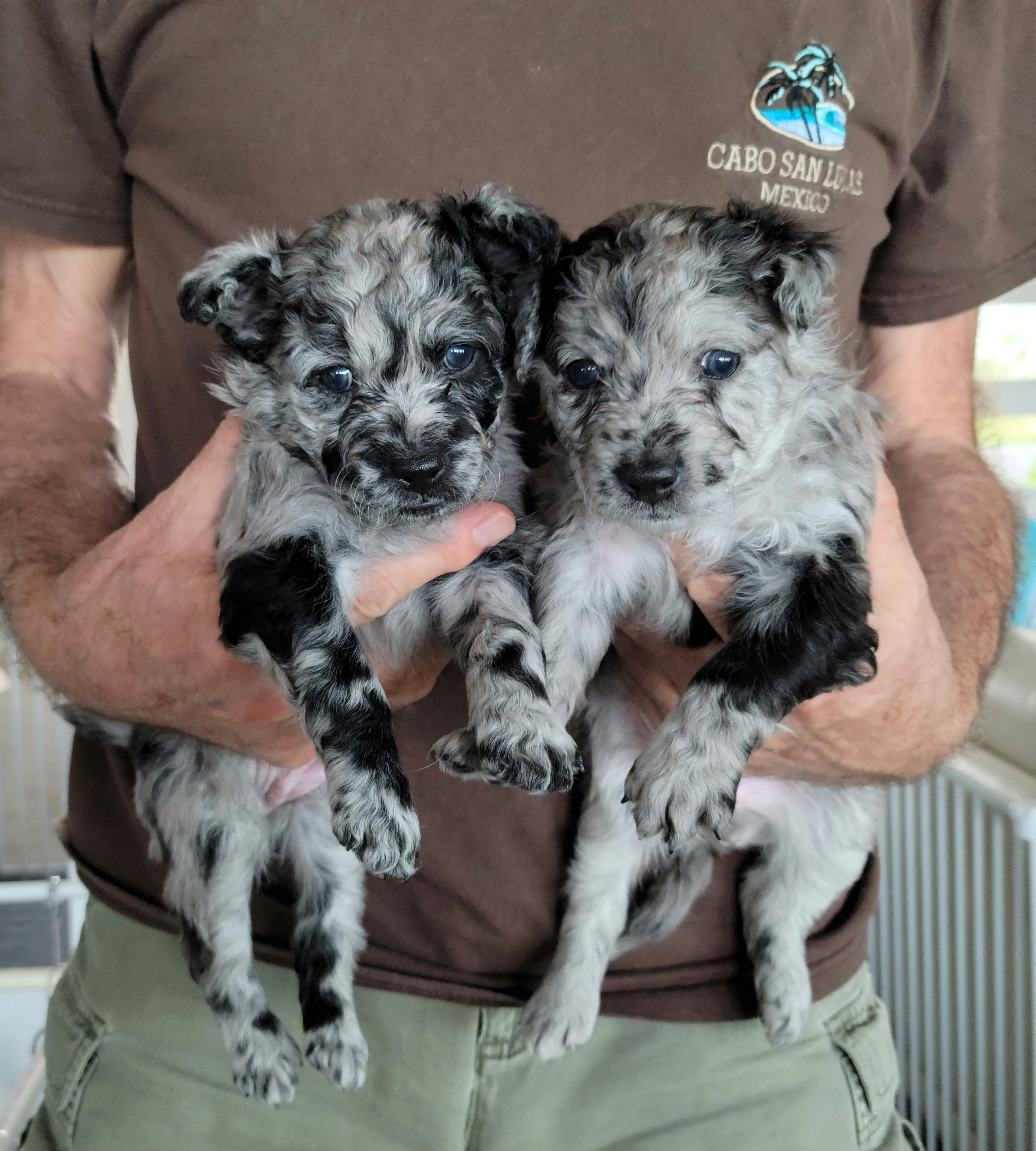 Mudi Puppies from Janus Mudik