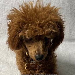 Poodle Puppies from Coasta J’s Toy Poodles