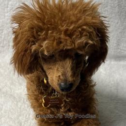 Poodle Puppies from Coasta J’s Toy Poodles