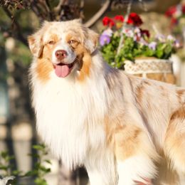 Dash - Australian Shepherd