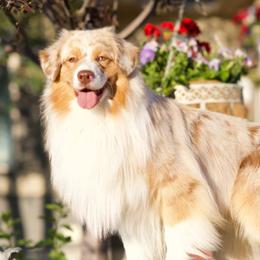 Dash - Australian Shepherd