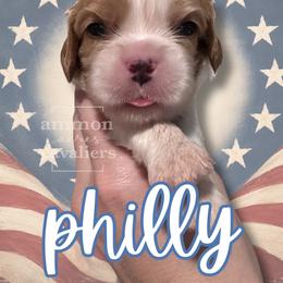 Philly - Blenheim male Cavalier King Charles Spaniel puppy in Ammon, Idaho from Ammon Acres Cavaliers