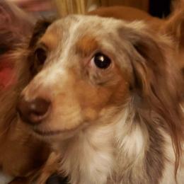 Ember - Dachshund