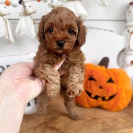 Burbon - Red male Cavapoo puppy in Mesa, Arizona from Pedersendoodles