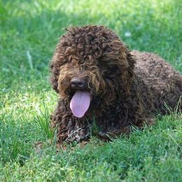 Millie - Lagotto Romagnolo