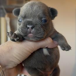 Blue and tan (Yellow collar)(Truly x Drip) - Tricolors male French Bulldog puppy in Gulf Breeze, Florida from SW Frenchies