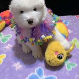 Samoyed Puppies from Samoyed Puppies