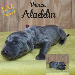 Weimaraner Puppies from LAAT Weims