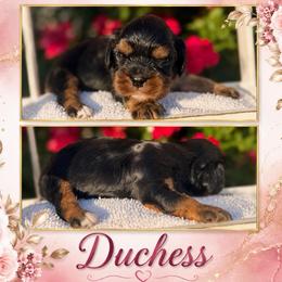 Duchess - Black and tan female Cavalier King Charles Spaniel puppy in Clinton, Oklahoma from Enchanted Spaniels