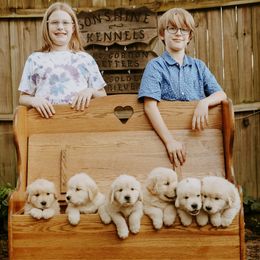 English Setter, Golden Retriever, and Gordon Setter Puppies from Katherine's Gordon Setters, English Setters, and Golden Retrievers