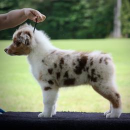 "Really" Australian Shepherd Puppies from Blackwater Australian Shepherds