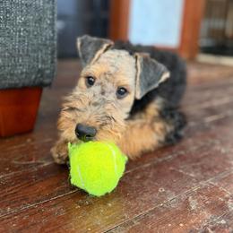 Elise (pink) - Black and tan female Airedale Terrier puppy in Akron, Ohio from Green Family Companion Kennel, LLC