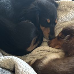 Dachshunds from Creek Life Mini Dachshunds