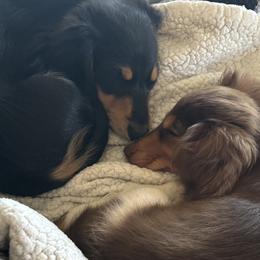 Dachshunds from Creek Life Mini Dachshunds